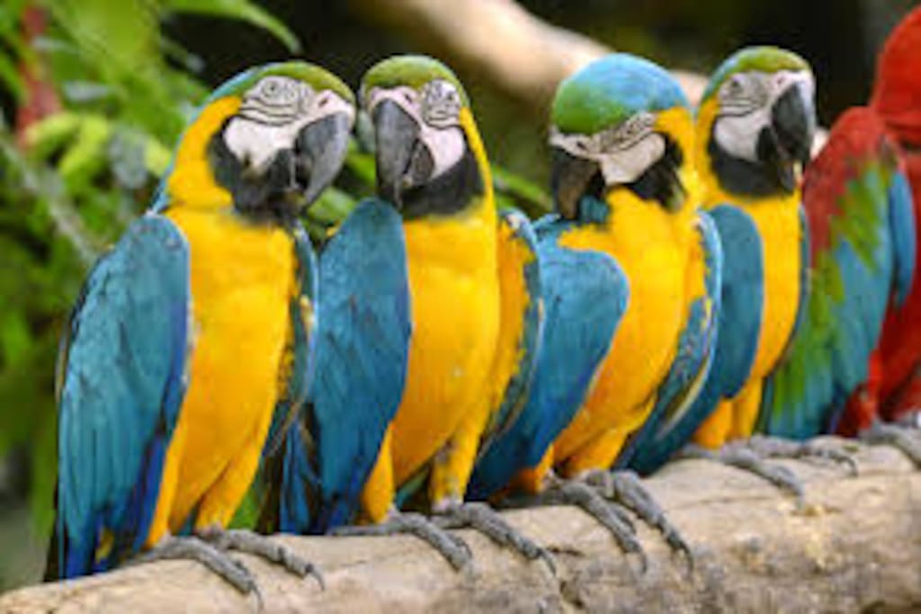 There were about 26 Macaws in the tree right next to the table where I was eating.