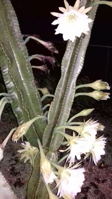 This is a Giganti night-blooming cactus that stands gracefully between the apt and the view of the ocean in the distance
