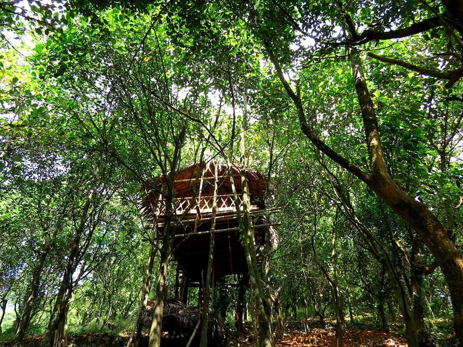 The Tree House is located in the Paithalmala Hillstation in the midst of abundant nature