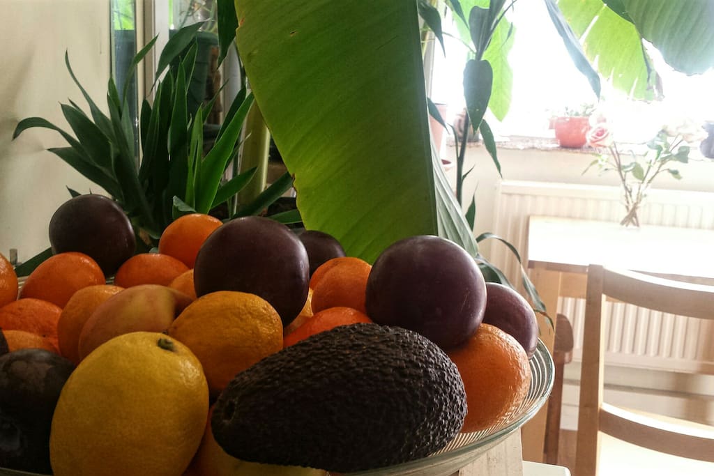 guests are welcome to fresh fruits
