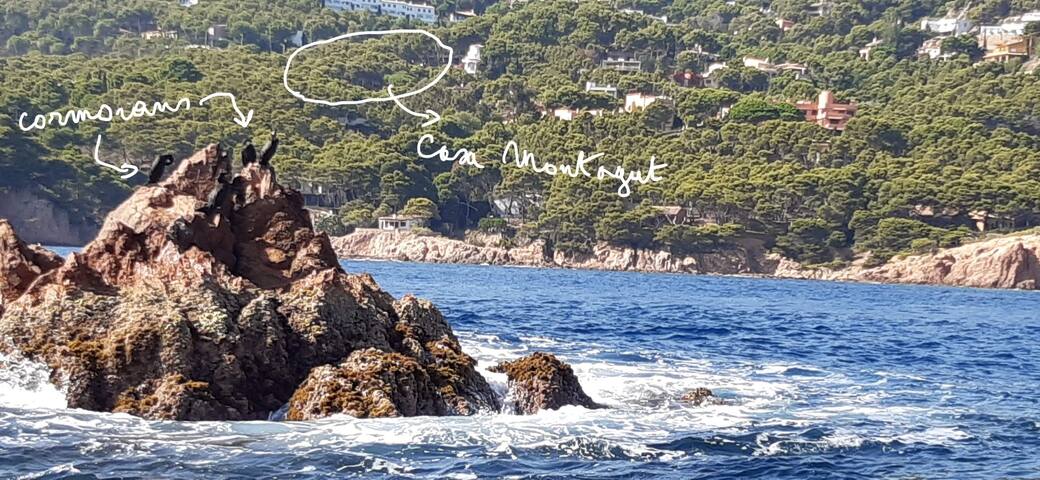 Pins, Jardin, piscine et repas au soleil de l’été gallery image 2