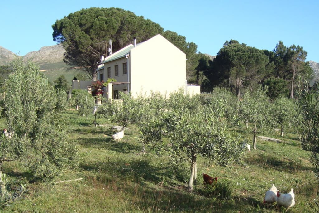 view of the house from the organic olive orchard