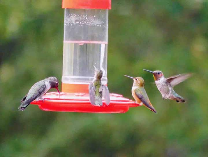 Top 10 Airbnb Vacation Rentals In Auburn, California Updated 2024