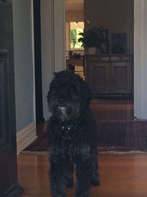Welcome from Harry the Labradoodle!