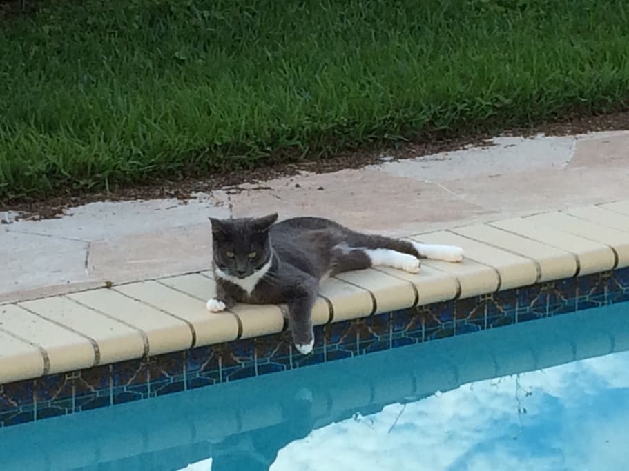 one of my 4 cats