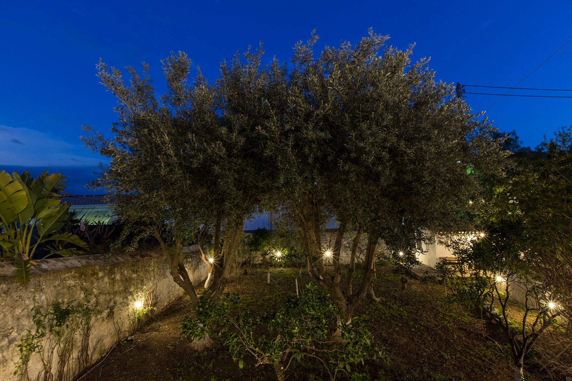 Two Olive Trees