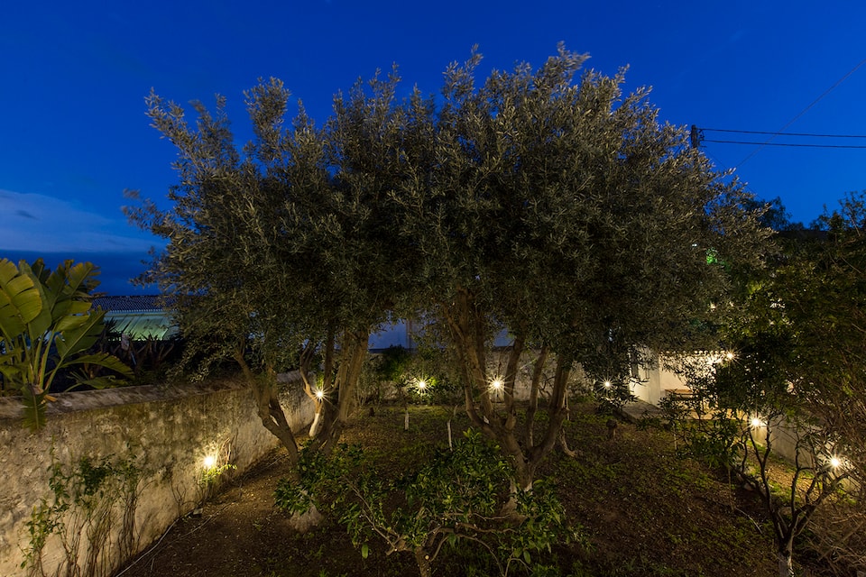 Two Olive Trees — foto 1