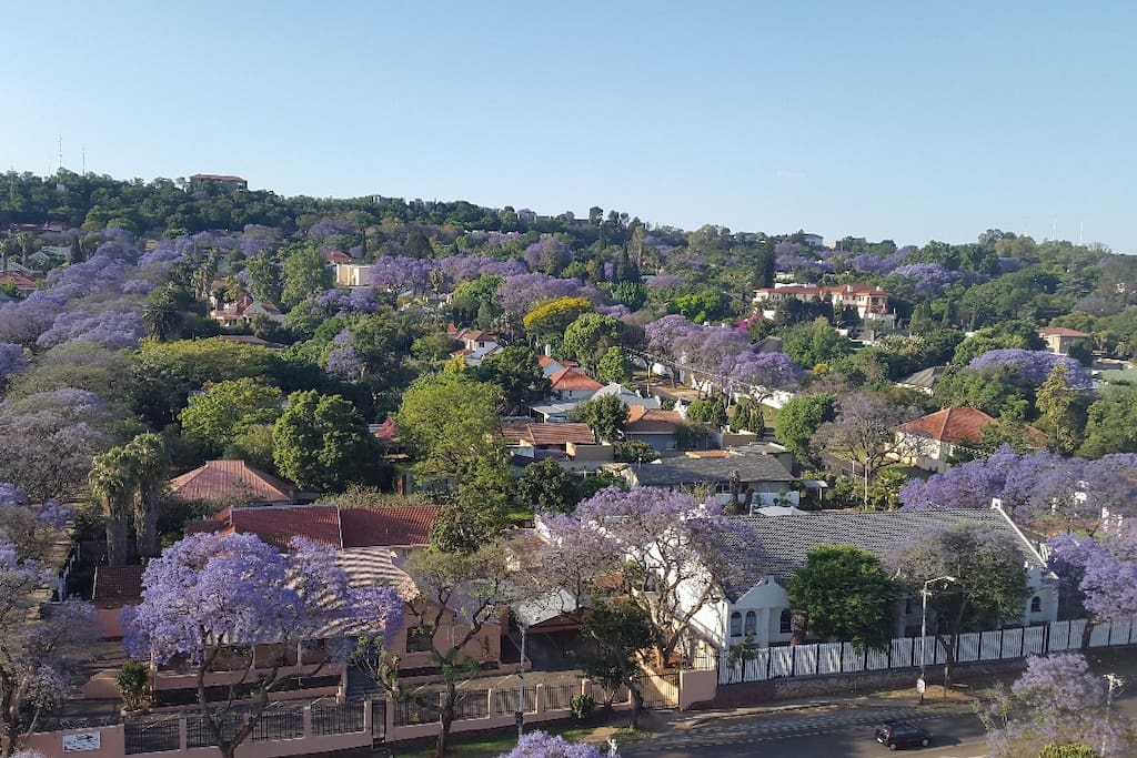 Jacaranda trees in blossom (September)