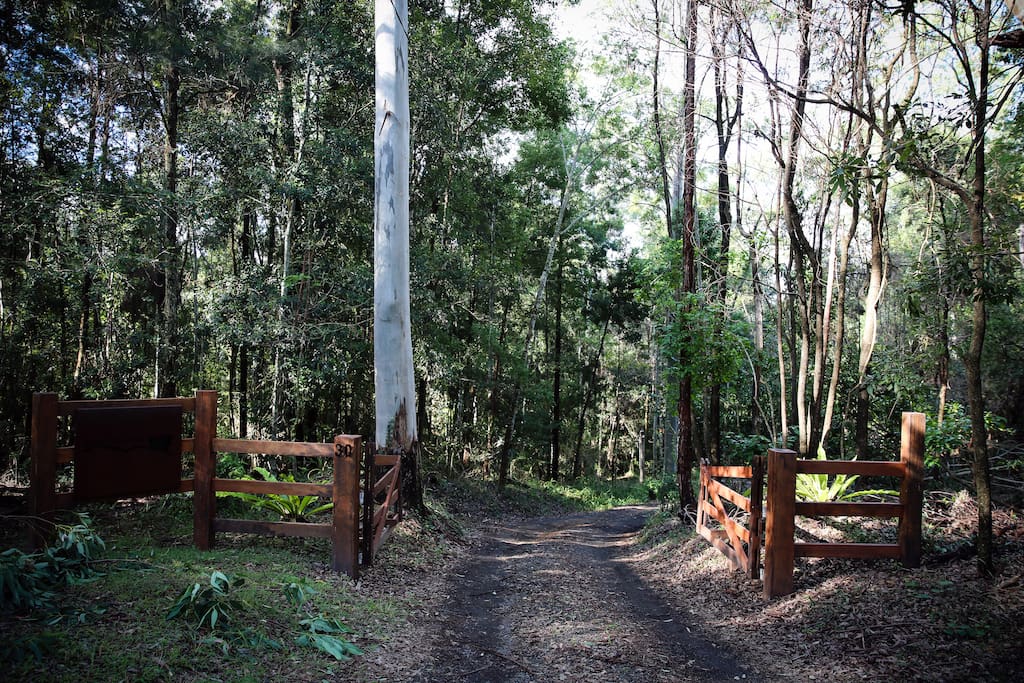 Forested driveway