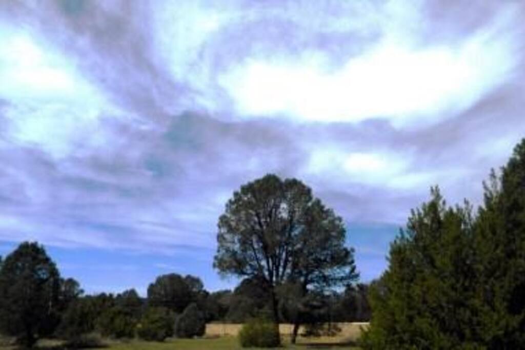 Panorámica del bosque