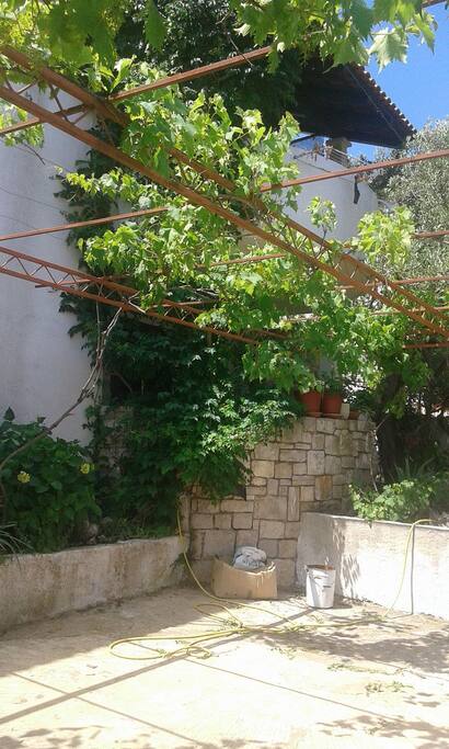 vegetation (house and surroundings)