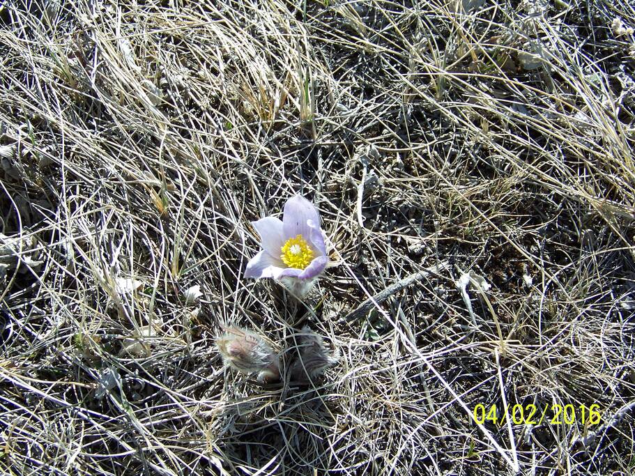 Wildflowers bloom from early spring til mid fall