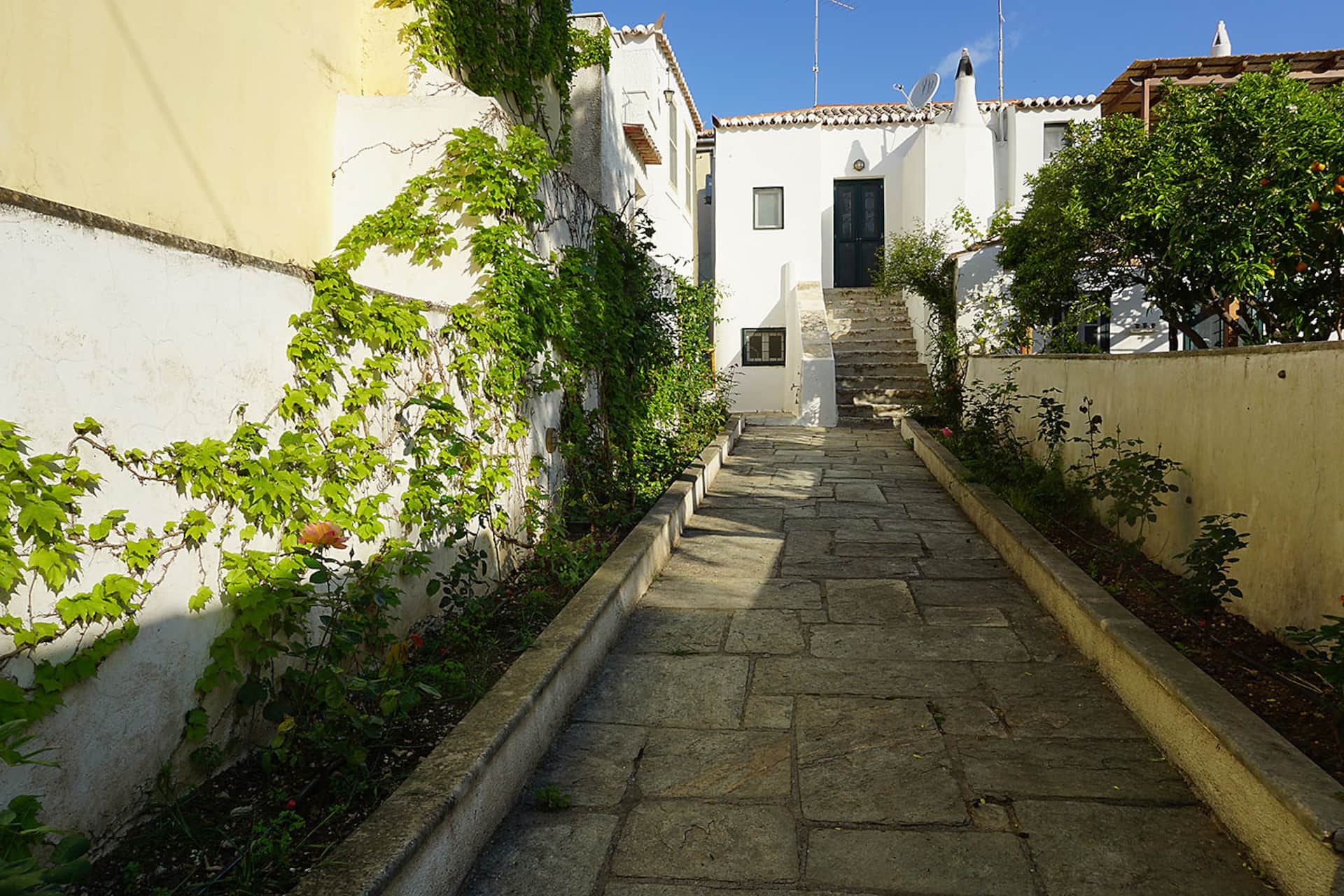 Two Olive Trees — foto 2