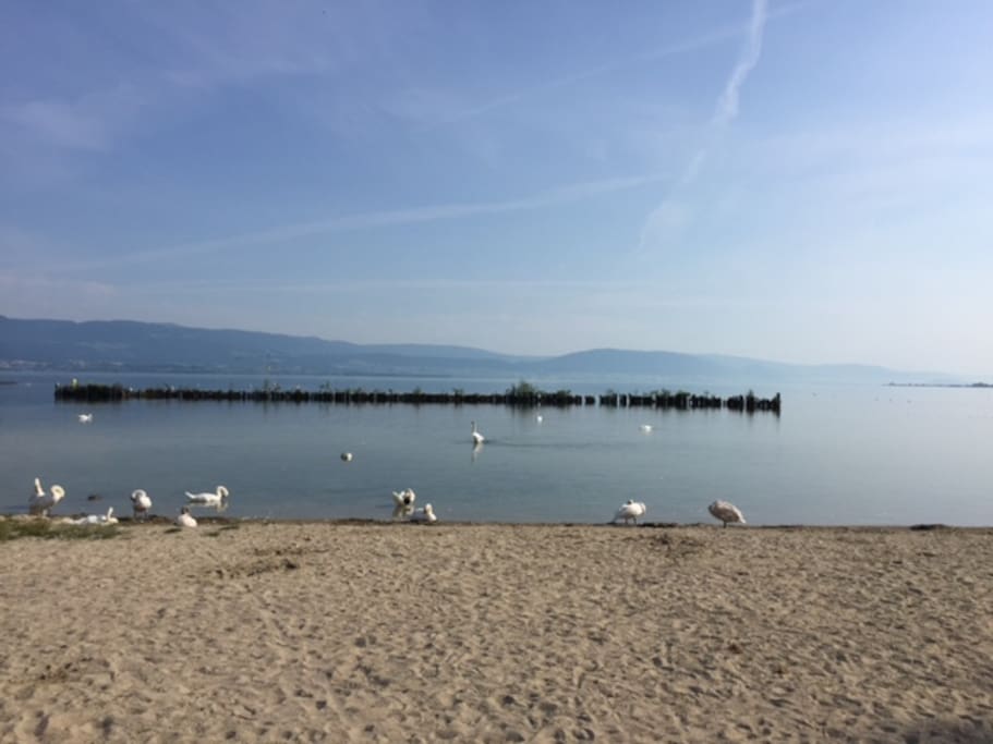 Sandstrand von Estavayer-le-lac nur 5 min zu Fuss