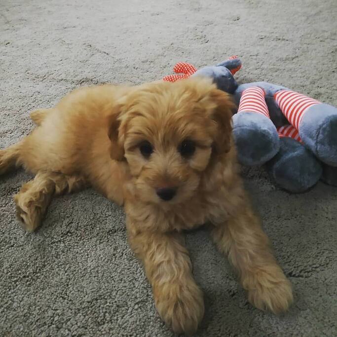 Your Friendly Co-Host! He loves new guests, and play time.