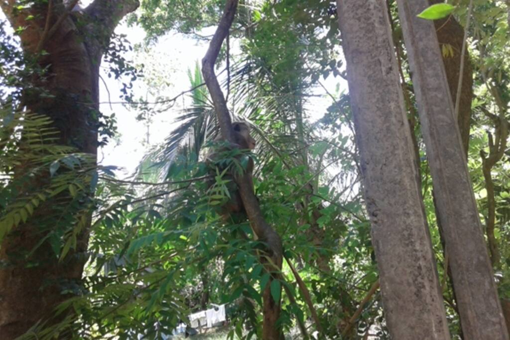 monkeys are in the area