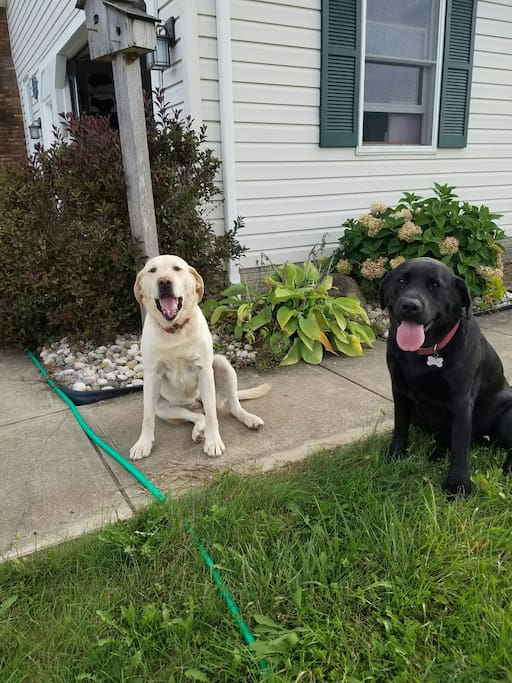 Meet our friendly Labs, Melody and Aria.