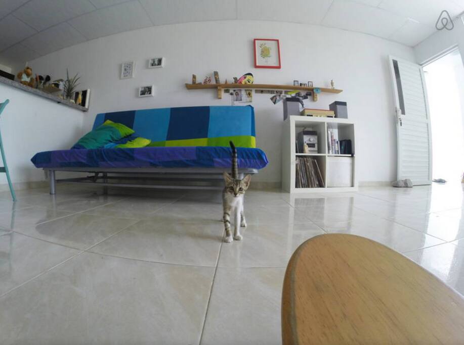 El Gato del Vecino viene a veces de visita