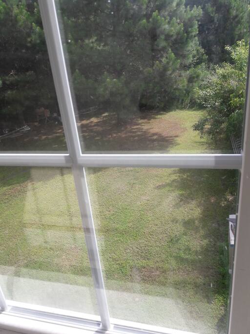 Fenced back yard