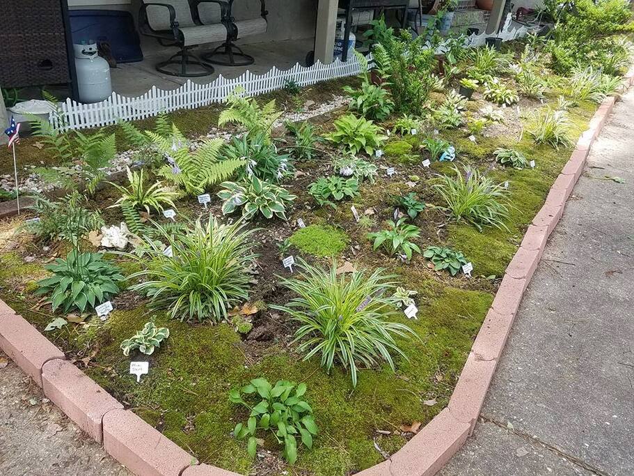 Hosta and moss garden welcomes visitors to the home. Various varieties are labeled for your learning pleasure. Divisions can be purchased if specific-plants can sustain the loss. Nearly 100 varieties can be seen between the front and back garden areas.