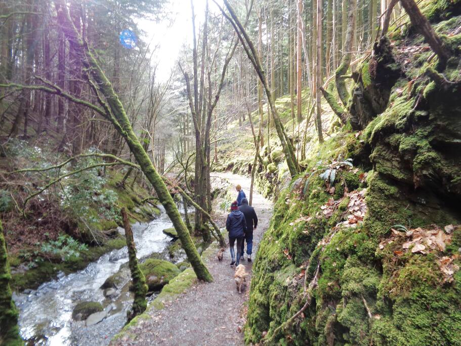 Wilderness at your doorstep, with town convenience - pic is nearby historic Hafod estate with various walks to suit everyone
