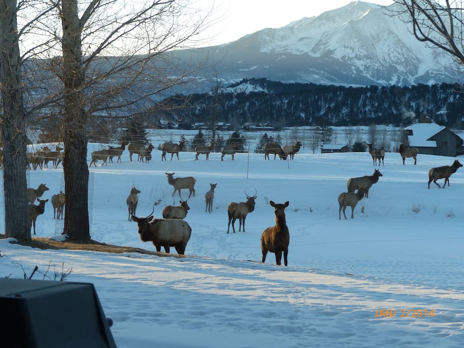 Elk on Pond in Winter