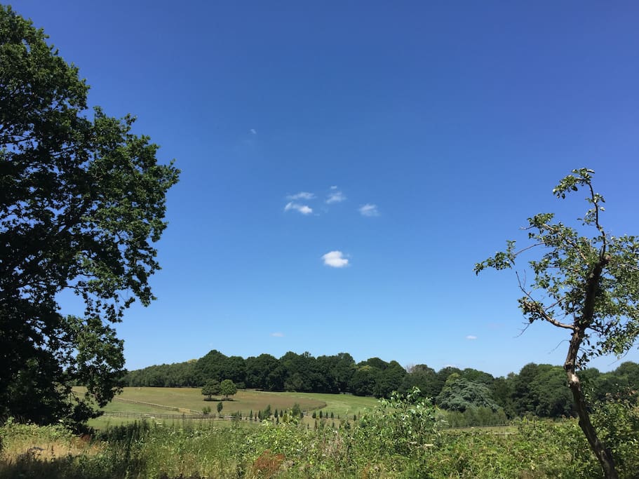 View over the fields onto Angley Woods