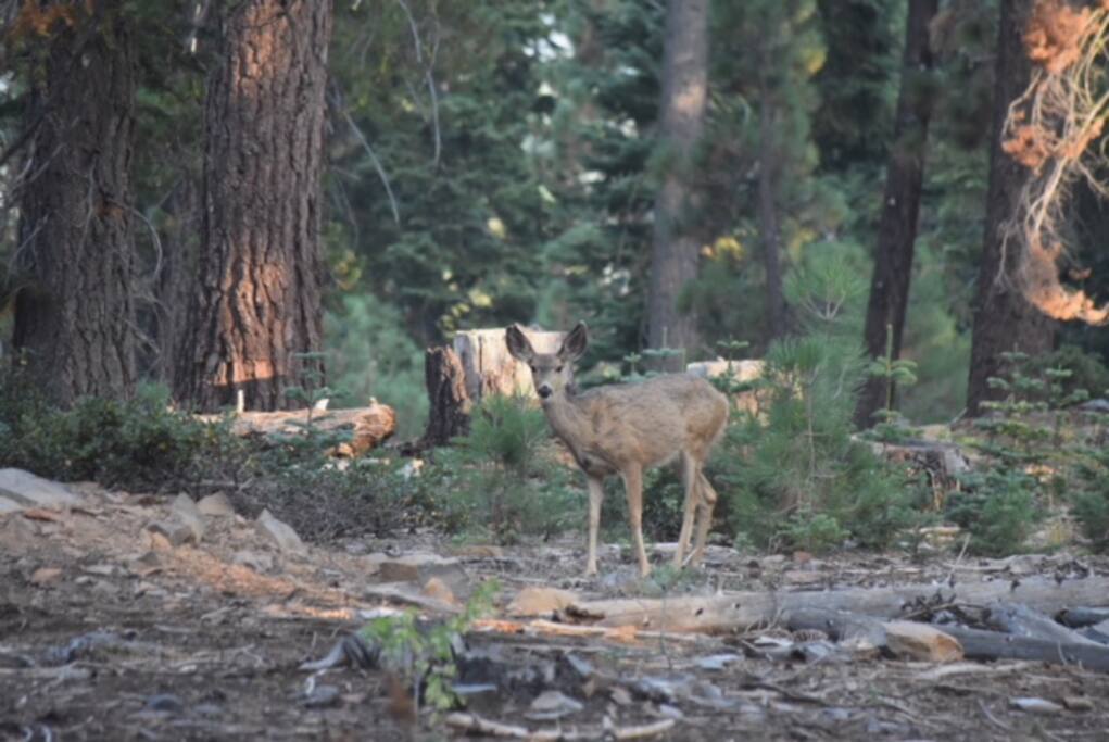 A view into backyard