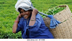 A person is seen carrying a large woven basket filled with green leaves over their shoulder. Dressed in a blue shirt and a headscarf, they are positioned against a backdrop of lush green fields, which adds to the scene's tranquility.