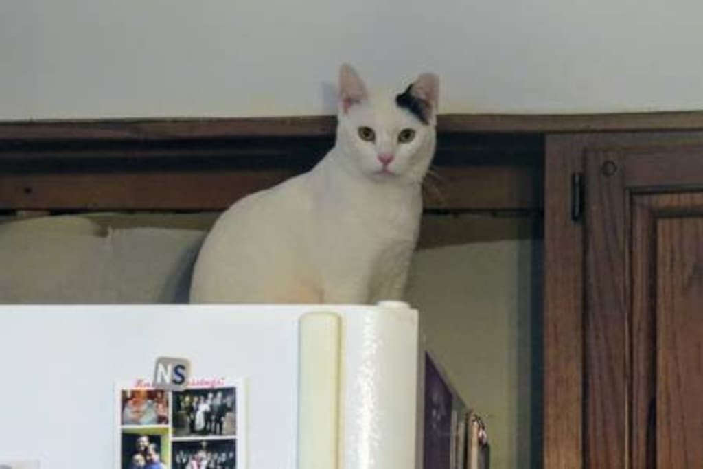 She keeps a eye on things for us when we're not around
