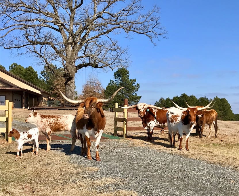 RockingLRanch romantic glamping bungalow Farm stays for Rent in