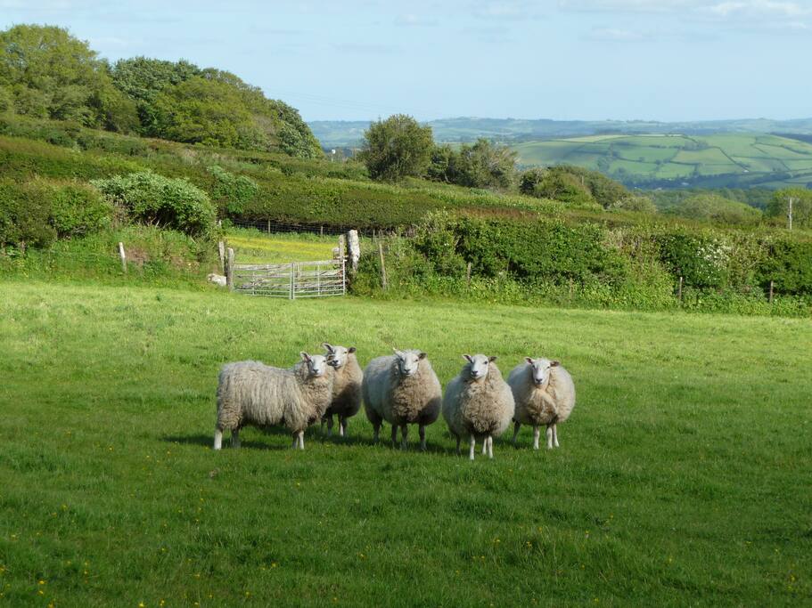 Our little flock of sheep which will hopefully be doubling in May when their lambs are born!