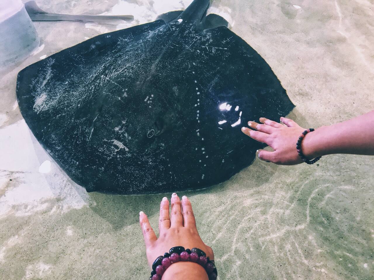 来大阪海游馆摸鱼吧 大阪旅游攻略 尽在airbnb爱彼迎