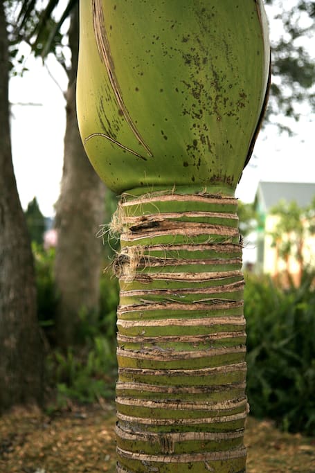 Nikau at the front gate