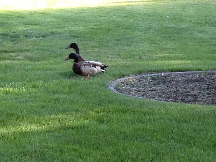 Local residents