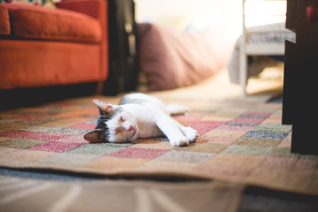 Kitty relaxed