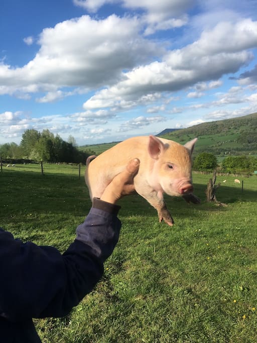 The view to sit and stare with one of our micro pigs