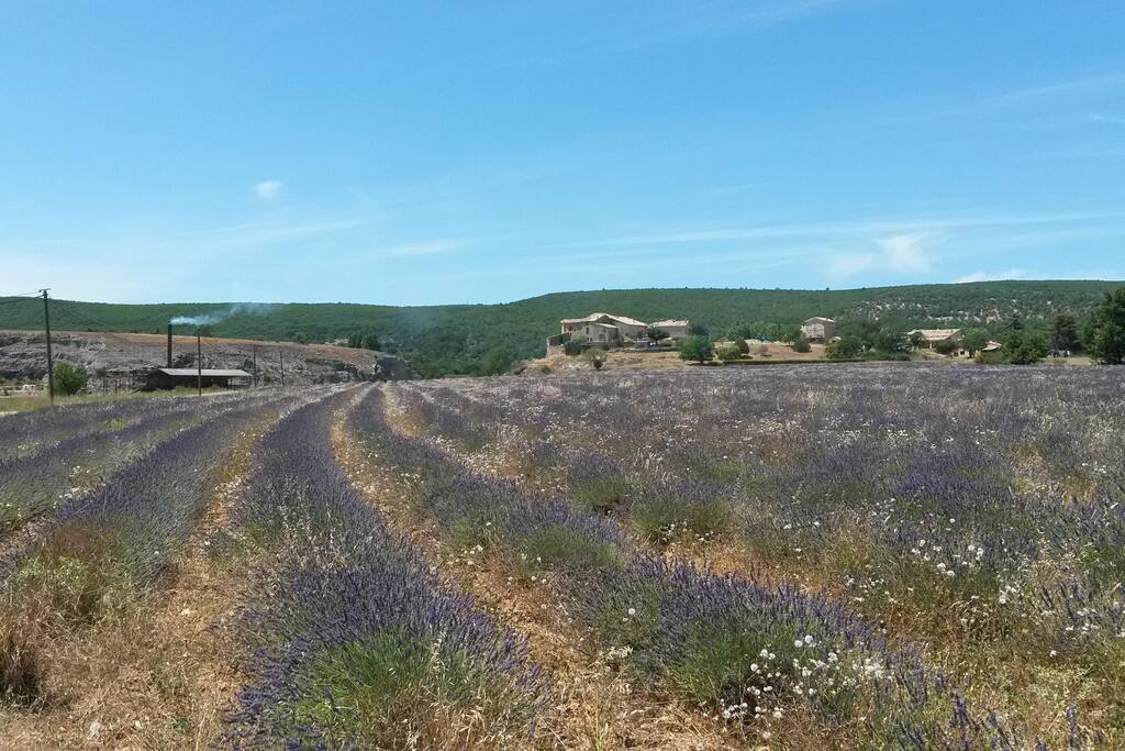 distillerie de lavande à Ongles