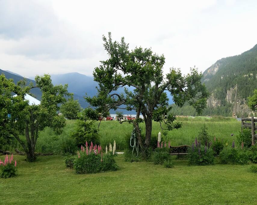 Front Yard looking at the lake