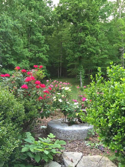 Rose garden outside of kitchen.