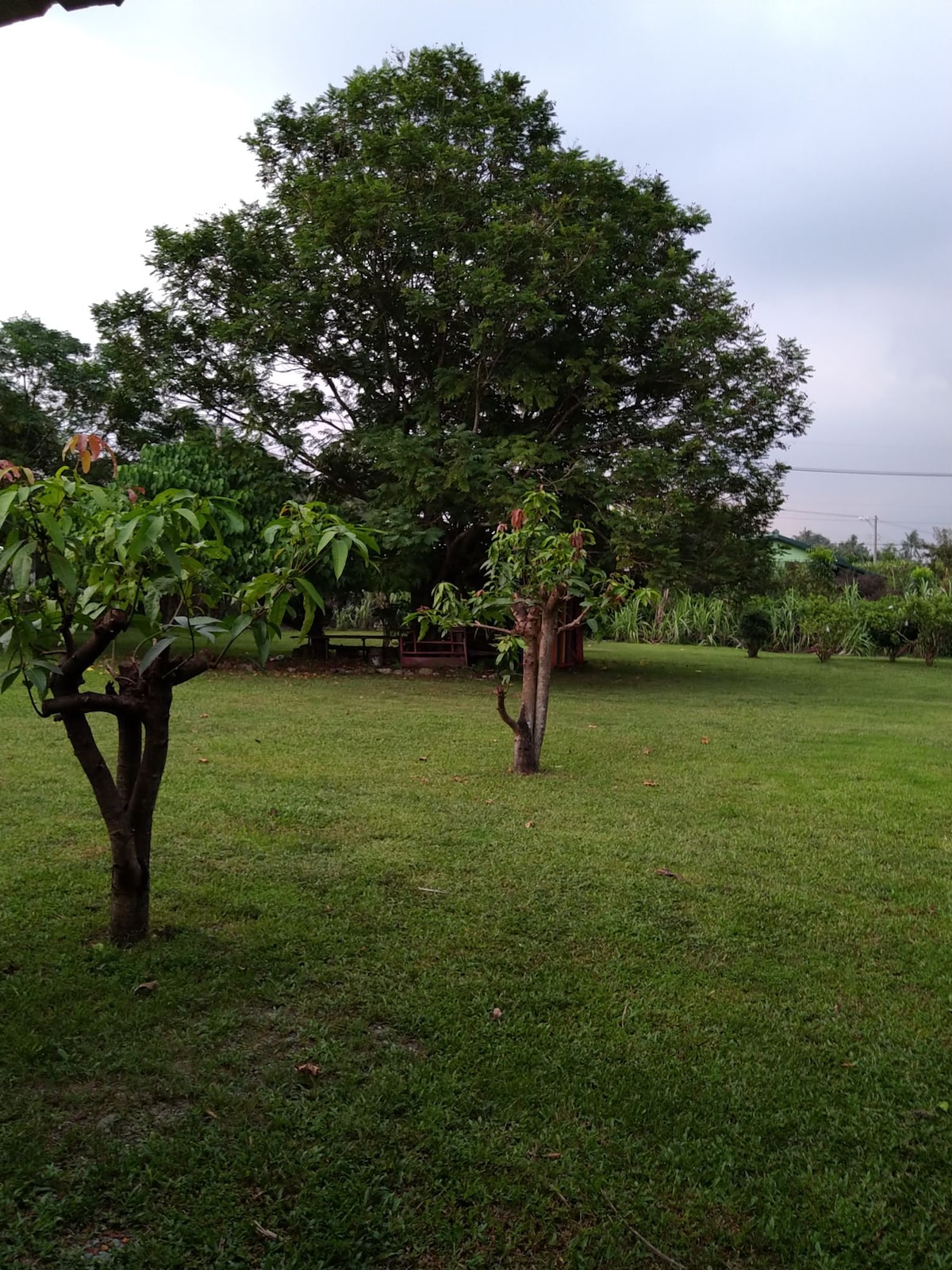 A spacious garden area features well-maintained grass with several trees, including a large, leafy tree providing shade. In the background, additional greenery is visible, enhancing the natural setting. The sky is overcast, suggesting a calm atmosphere.