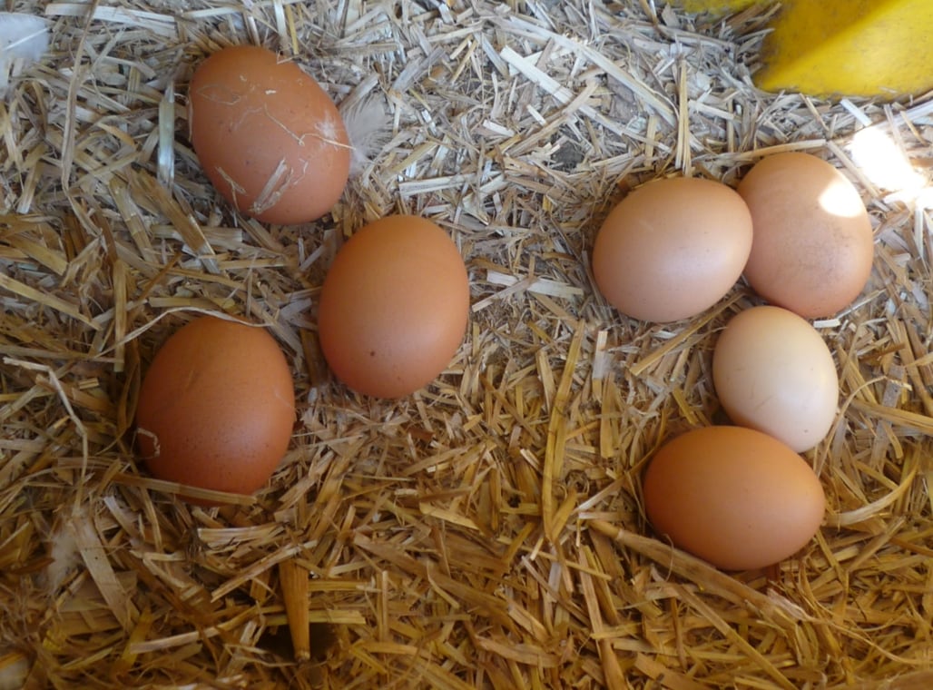 A collection of eggs rests on a bed of straw. The eggs vary in color, with several brown eggs and a few lighter shades. Natural lighting enhances the scene, creating a warm, earthy tone.