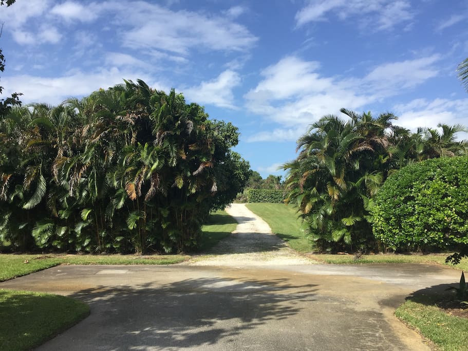 Over 1 Acre of Property featuring Mango Trees!
