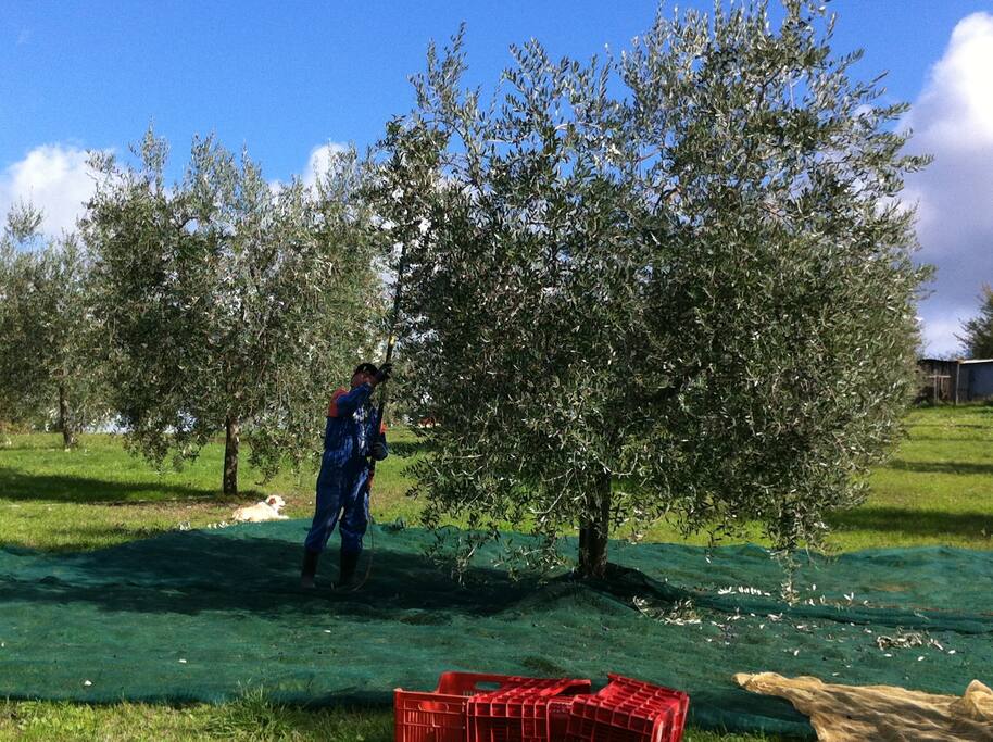 oliveto