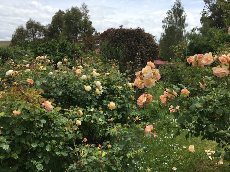 A section of the rose garden