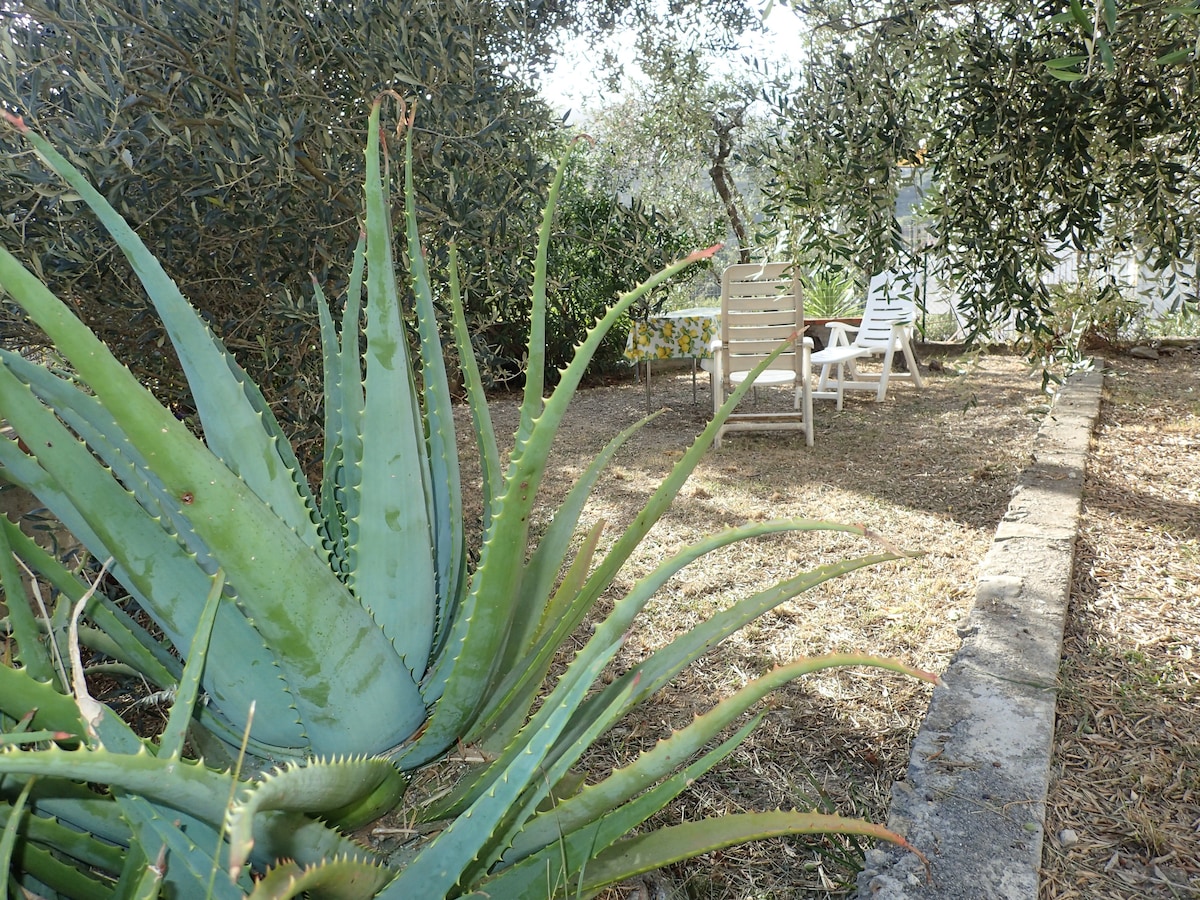 A lush garden area is depicted, featuring a large aloe vera plant in the foreground. In the background, a sun loungers is positioned among olive trees. The ground is covered with dry grass, providing a natural setting for relaxation.
