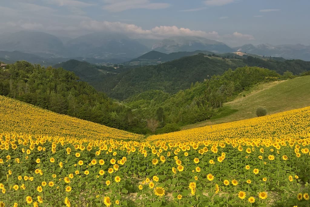 Many fields of sunflowers to be seen during Summer