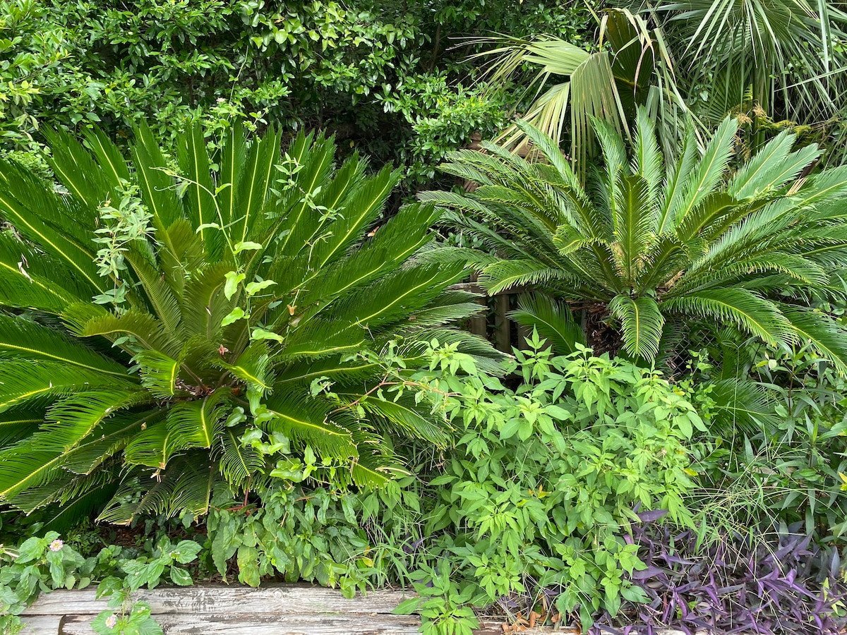 Lush tropical foliage is displayed, featuring broad green leaves from palm and cycad plants. Various shades of green create a dense greenery, with smaller plants and creeping vines interspersed throughout. The arrangement offers a natural, serene environment, enhancing the property’s garden space.