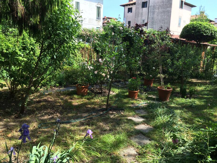 The back garden