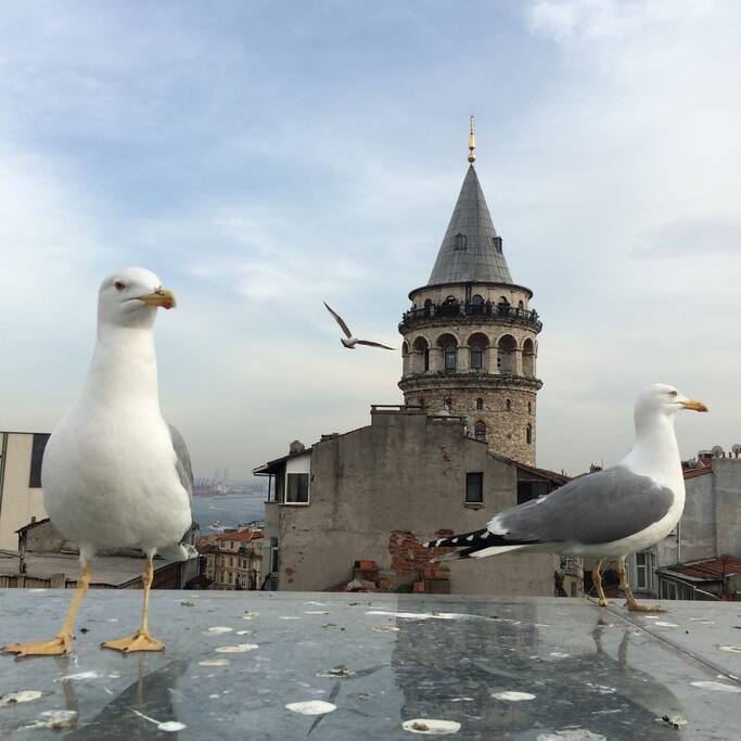Rooftop view